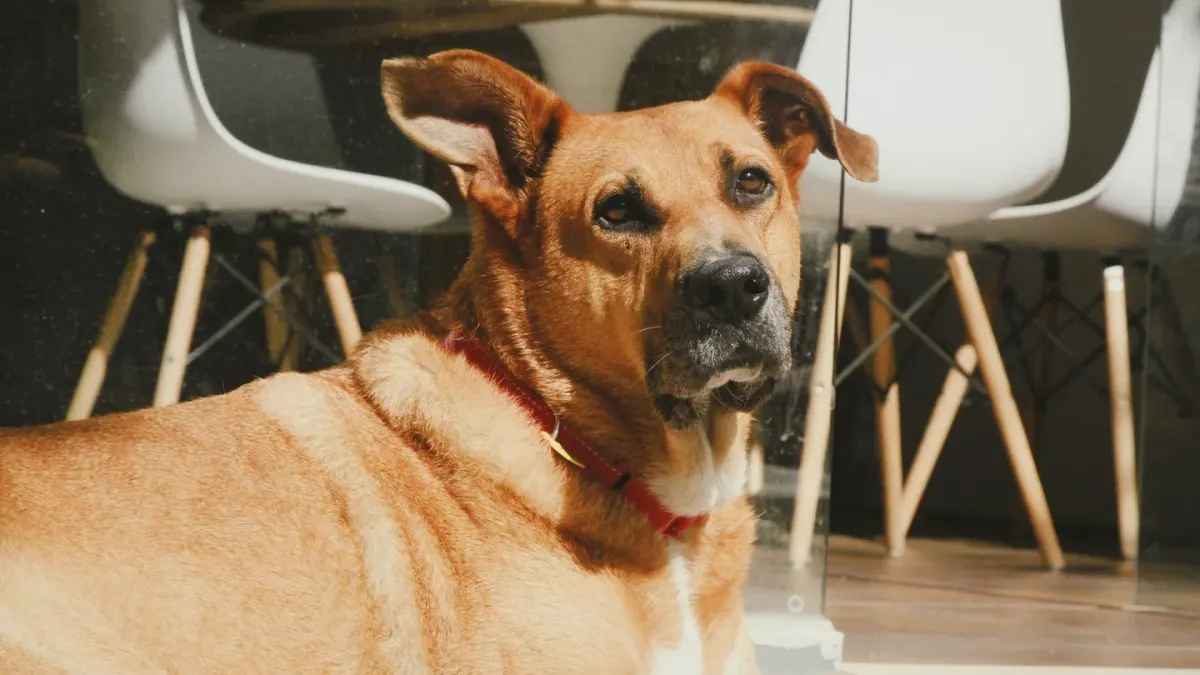 Dog eating from bowl at home