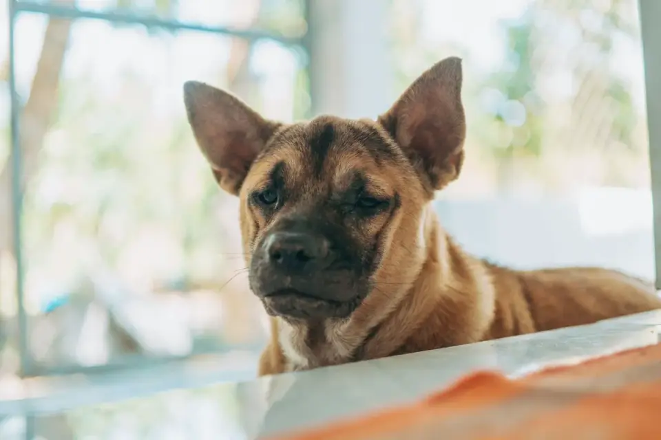 Dog eating from bowl at home