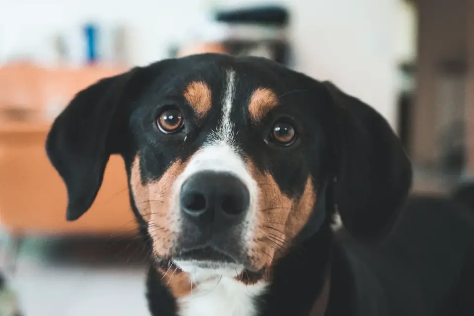 Dog eating from bowl at home