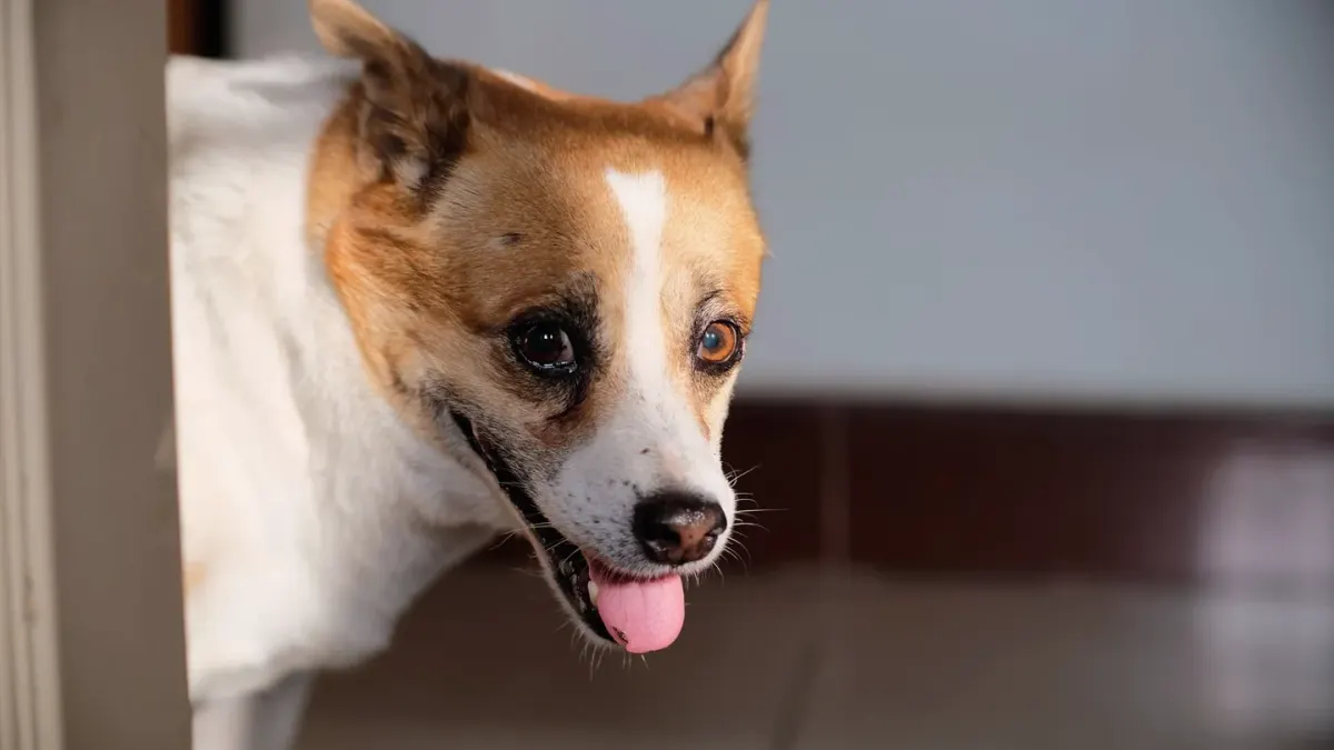 Dog eating from bowl at home