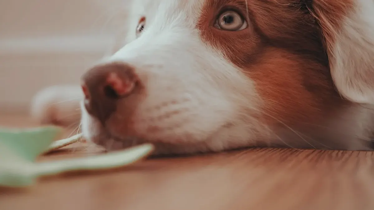 Dog eating from bowl at home