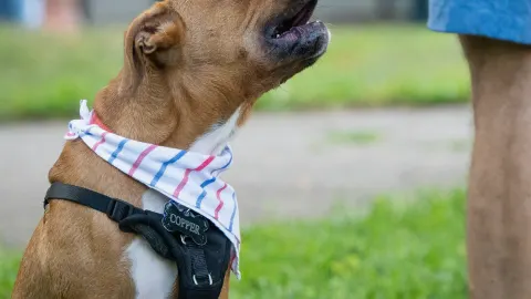 Dog eating outdoors bowl