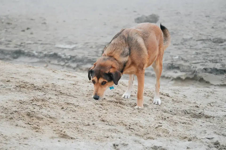 Dog eating outdoors bowl