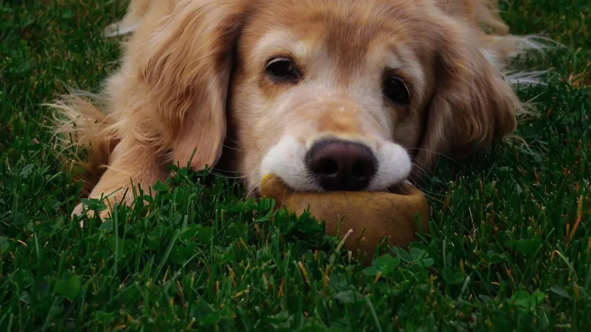 Dog eating outdoors bowl