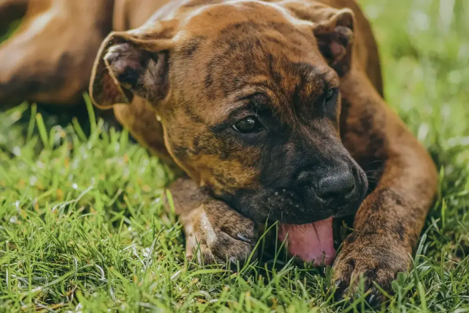 Dog eating outdoors bowl