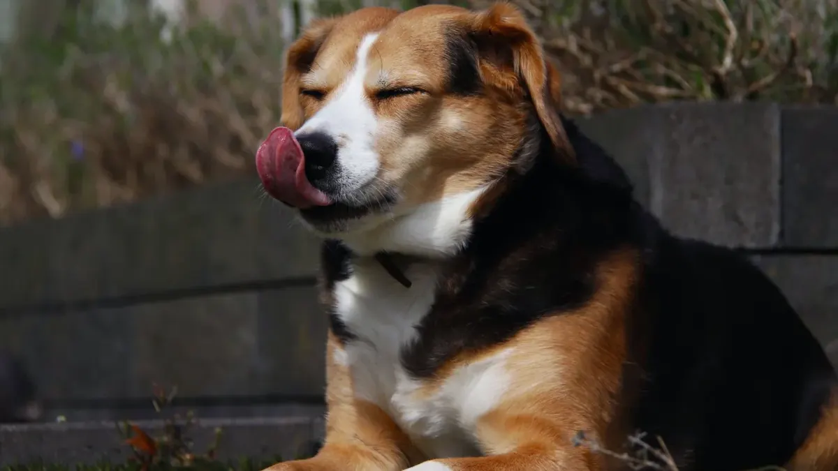 Dog eating outdoors bowl