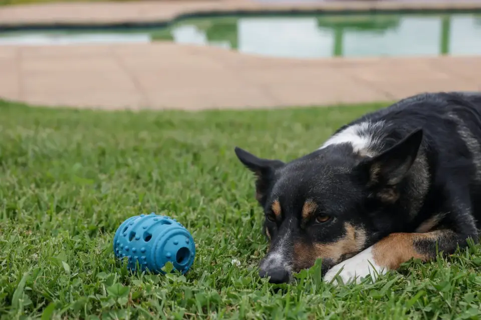 Dog eating outdoors bowl