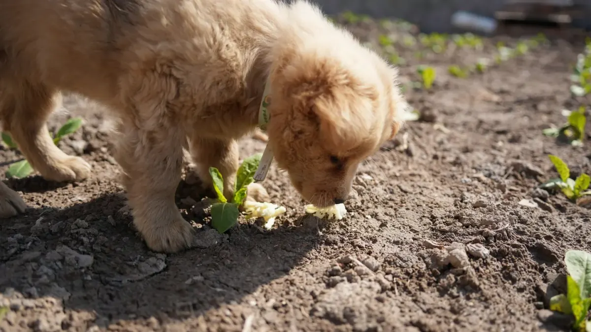Dog eating outdoors bowl