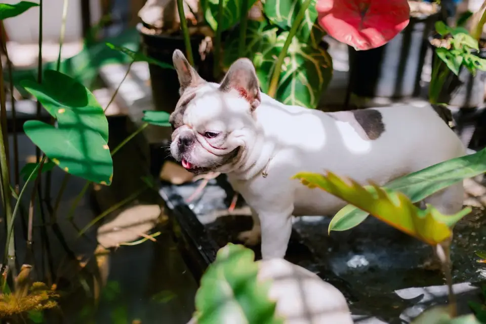 Dog eating outdoors bowl