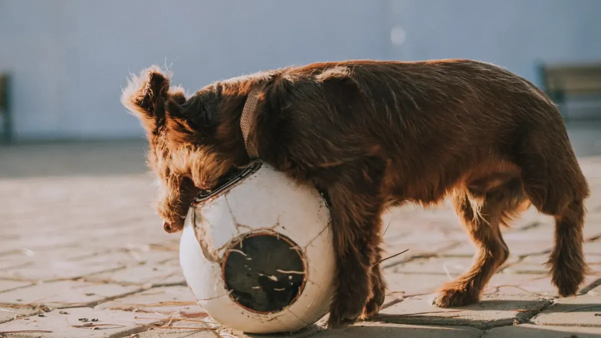 Dog eating outdoors bowl
