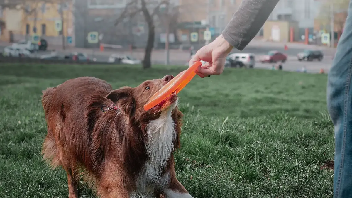 Dog eating outdoors bowl