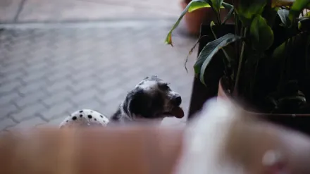 Dog eating outdoors
