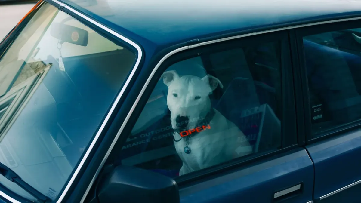 Dog in a car seat