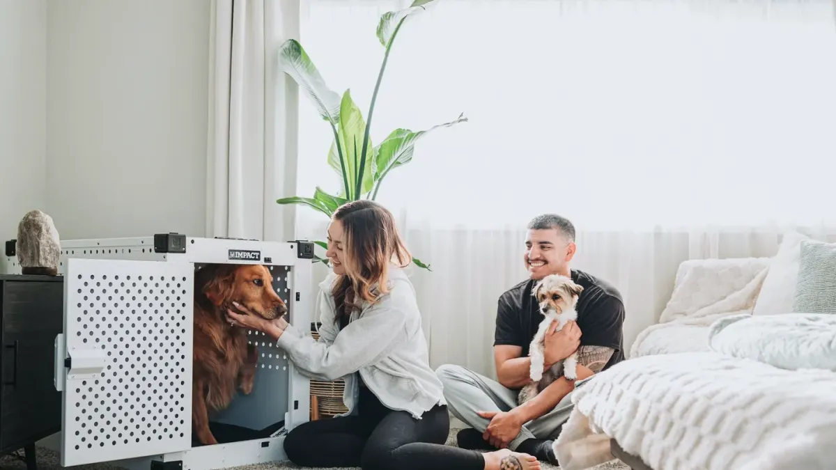 Dog in a travel crate