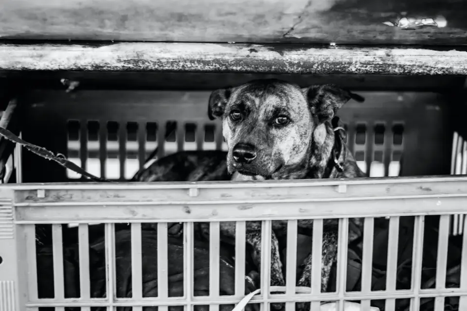 Dog in a travel crate