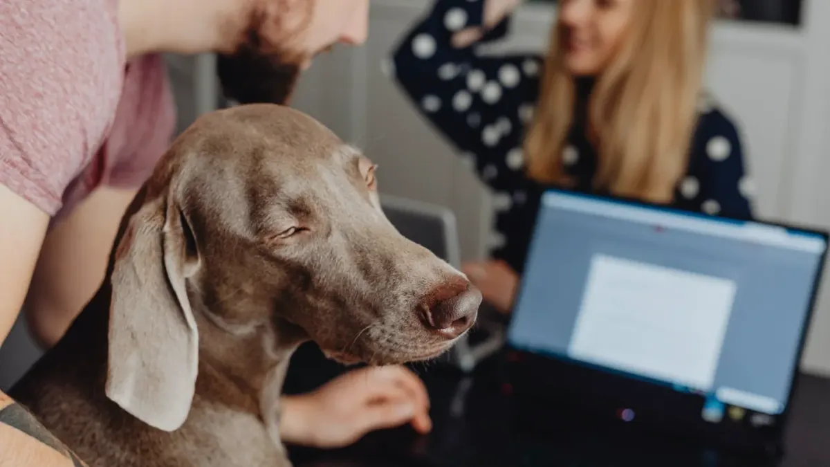 Dog in kitchen with owner