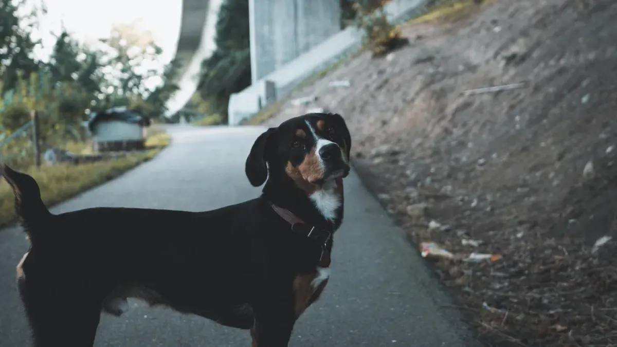 Dog looking ahead outdoors