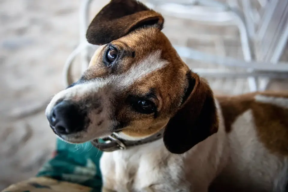 Dog looking at an owner