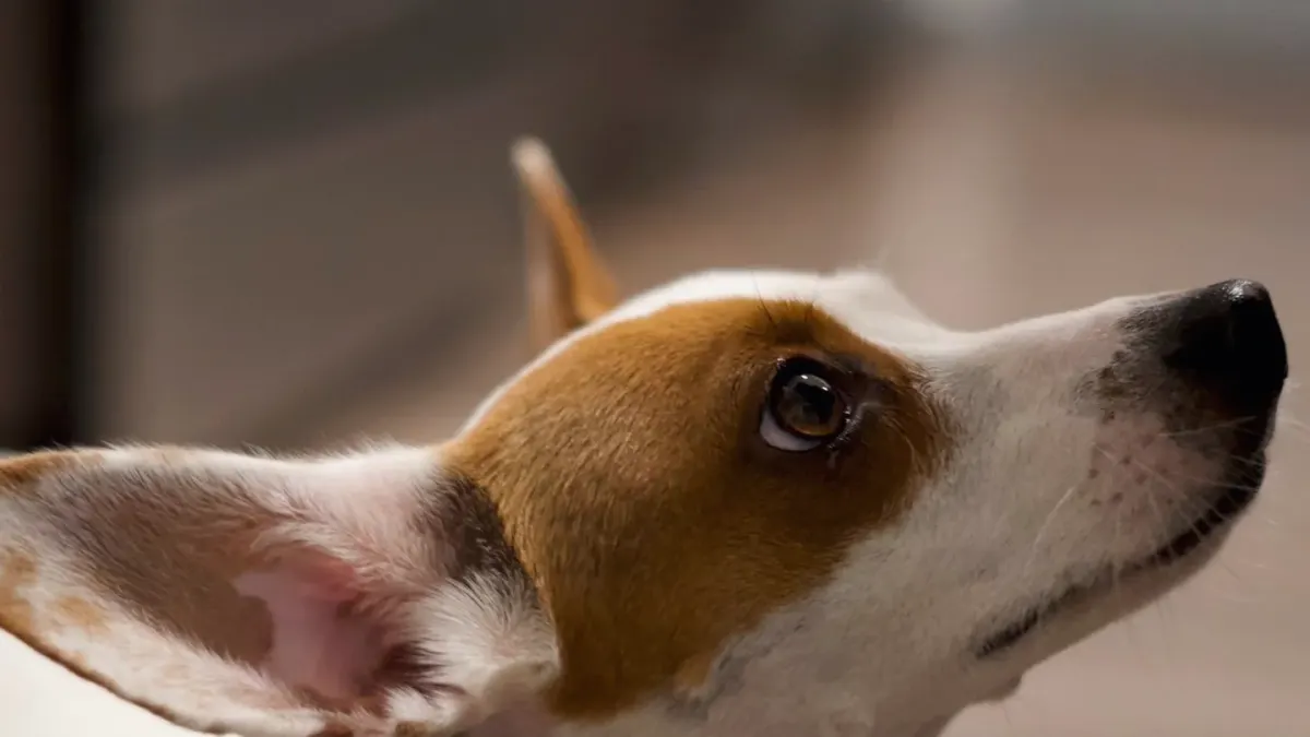 Dog looking attentive at owner