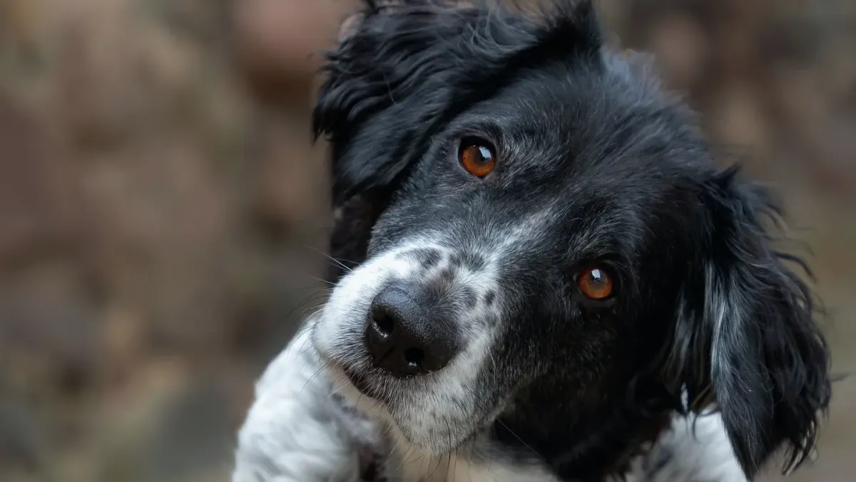 Dog looking attentive at owner