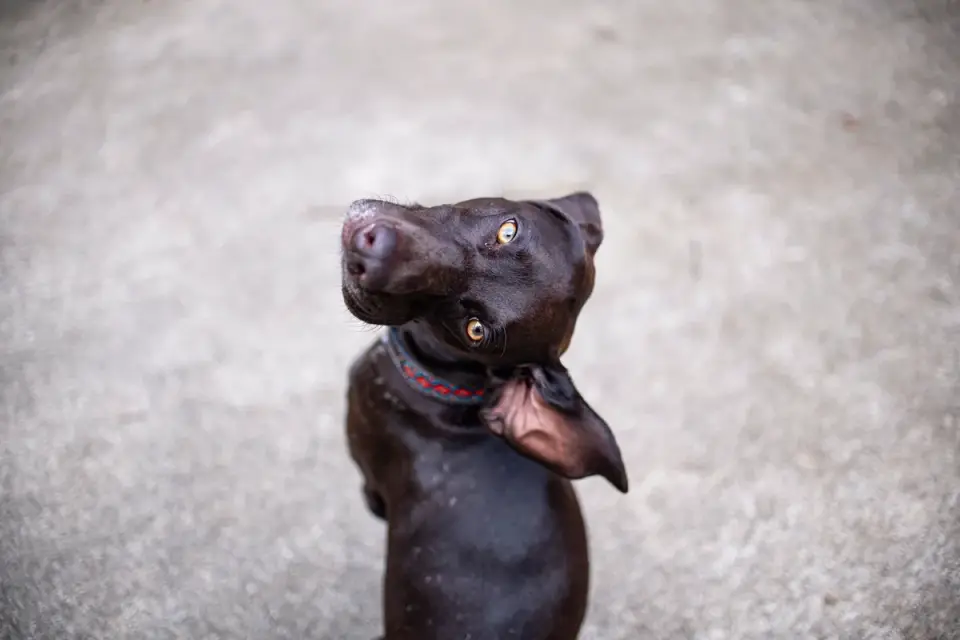Dog looking attentive at owner