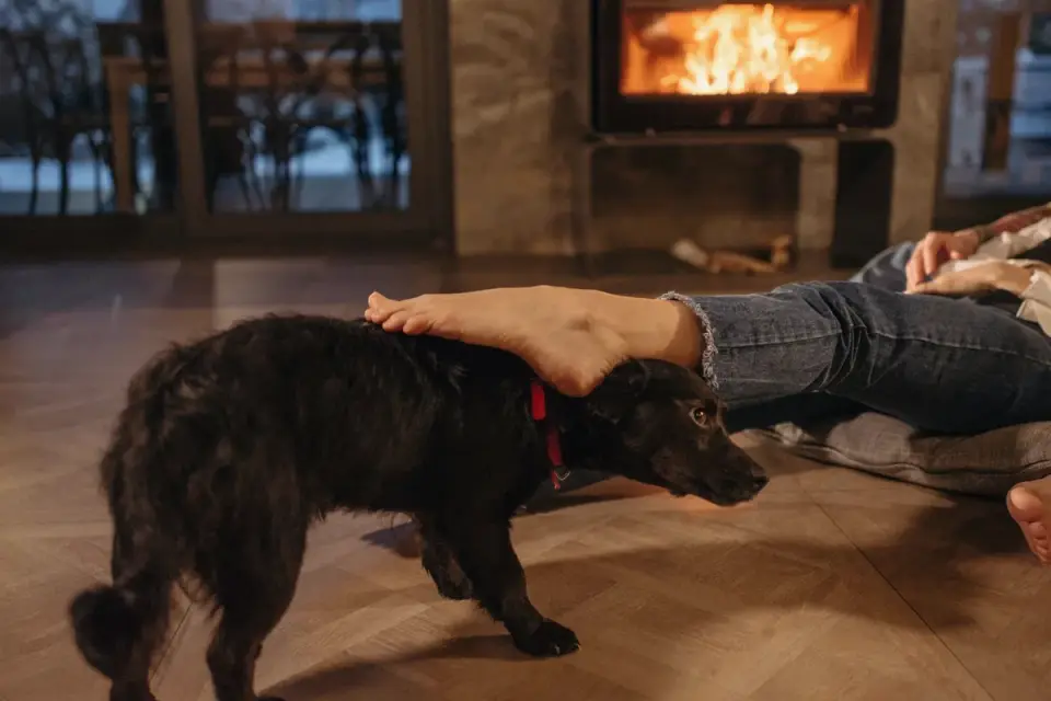 Dog near a fireplace