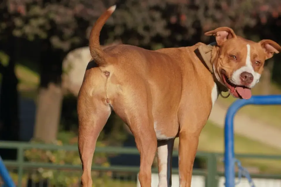 Dog on a ramp