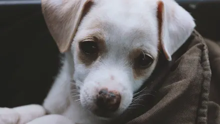 Dog owner comforting dog home