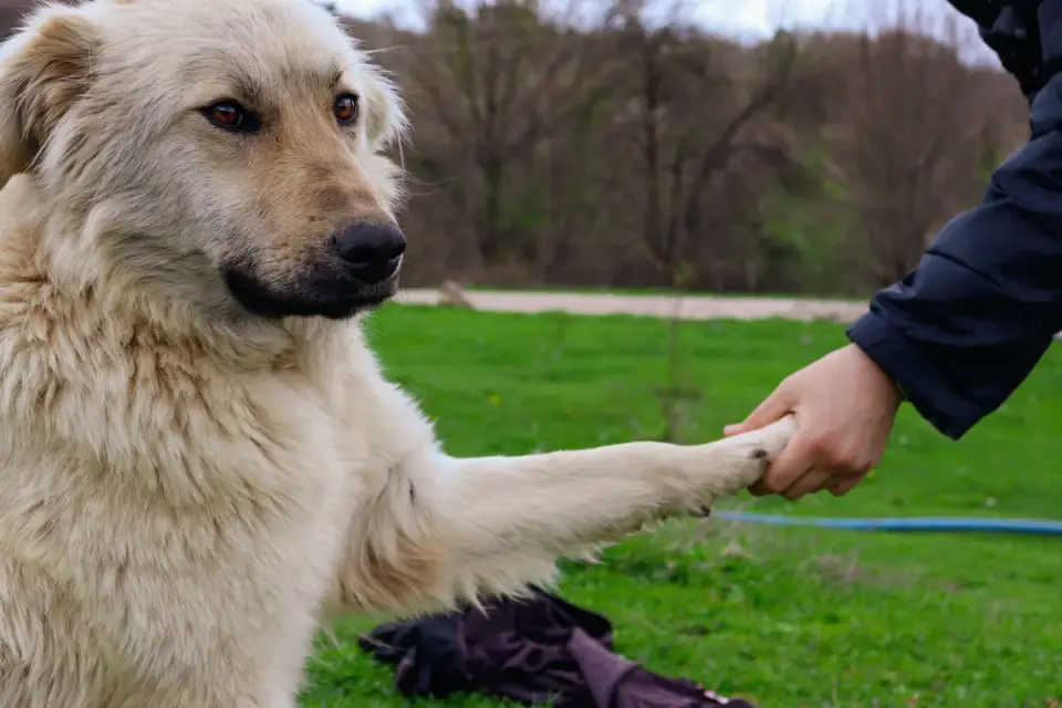 Dog owner comforting dog home