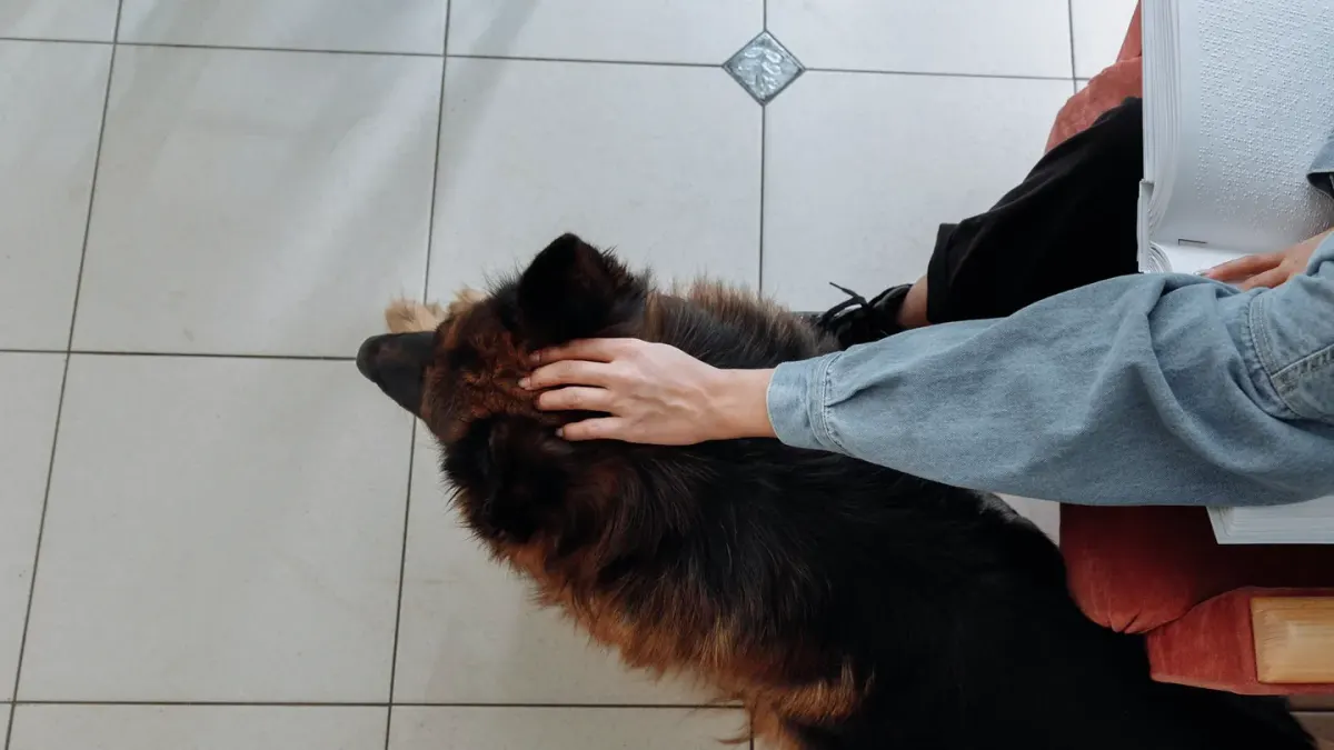 Dog owner gentle interaction home