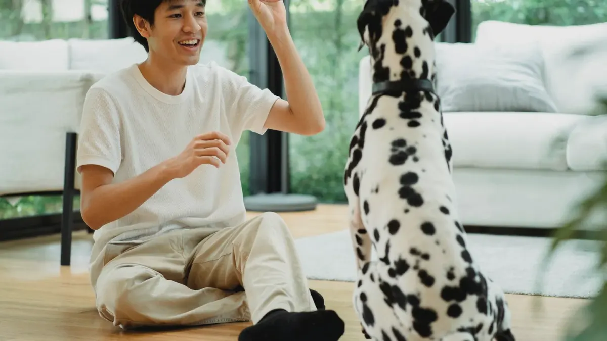 Dog owner home