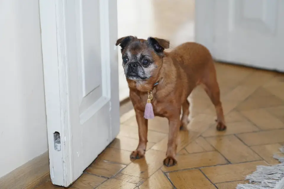 Dog owner home