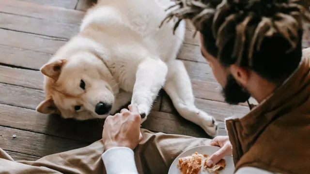 Dog owner preparing a meal