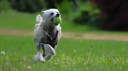 Dog playing grass