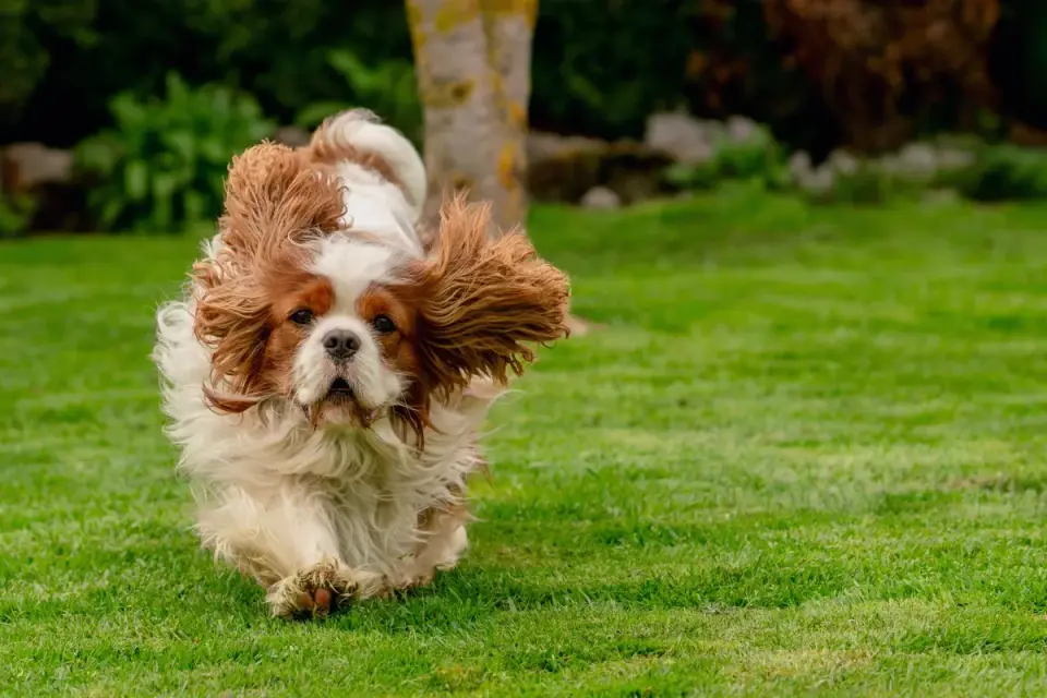 Dog playing grass