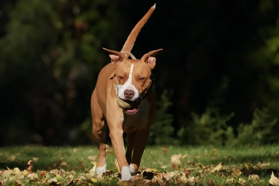 Dog playing in leaves