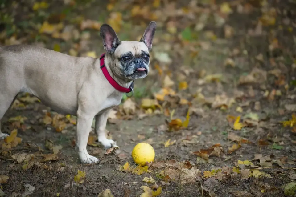Dog playing in leaves
