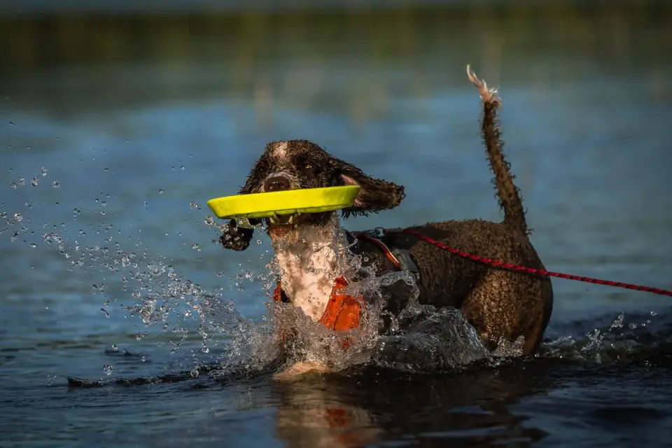 Dog playing in water