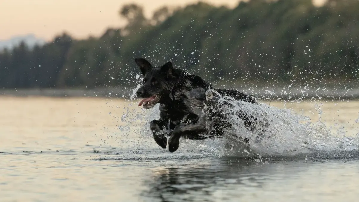 Dog playing in water
