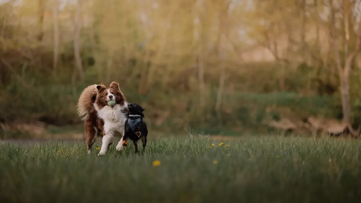 Dog playing outdoors