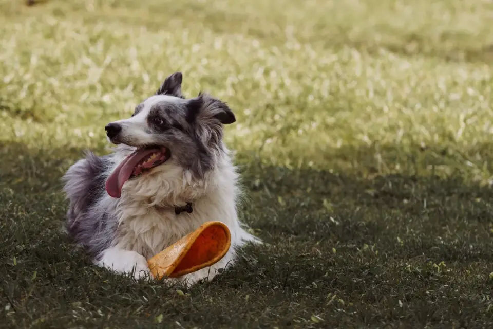 Dog playing outdoors