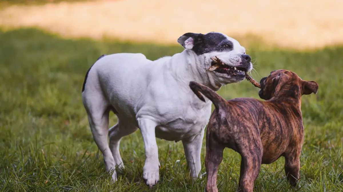 Dog playing outdoors