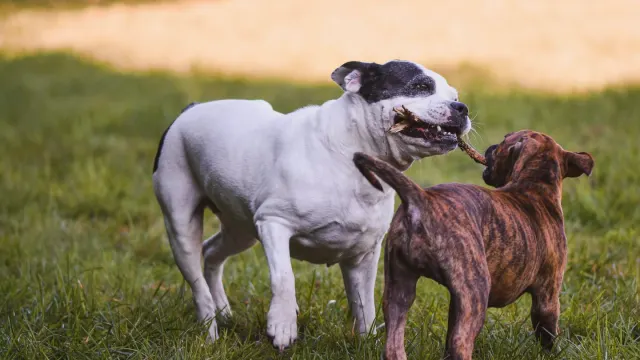 Dog playing outdoors
