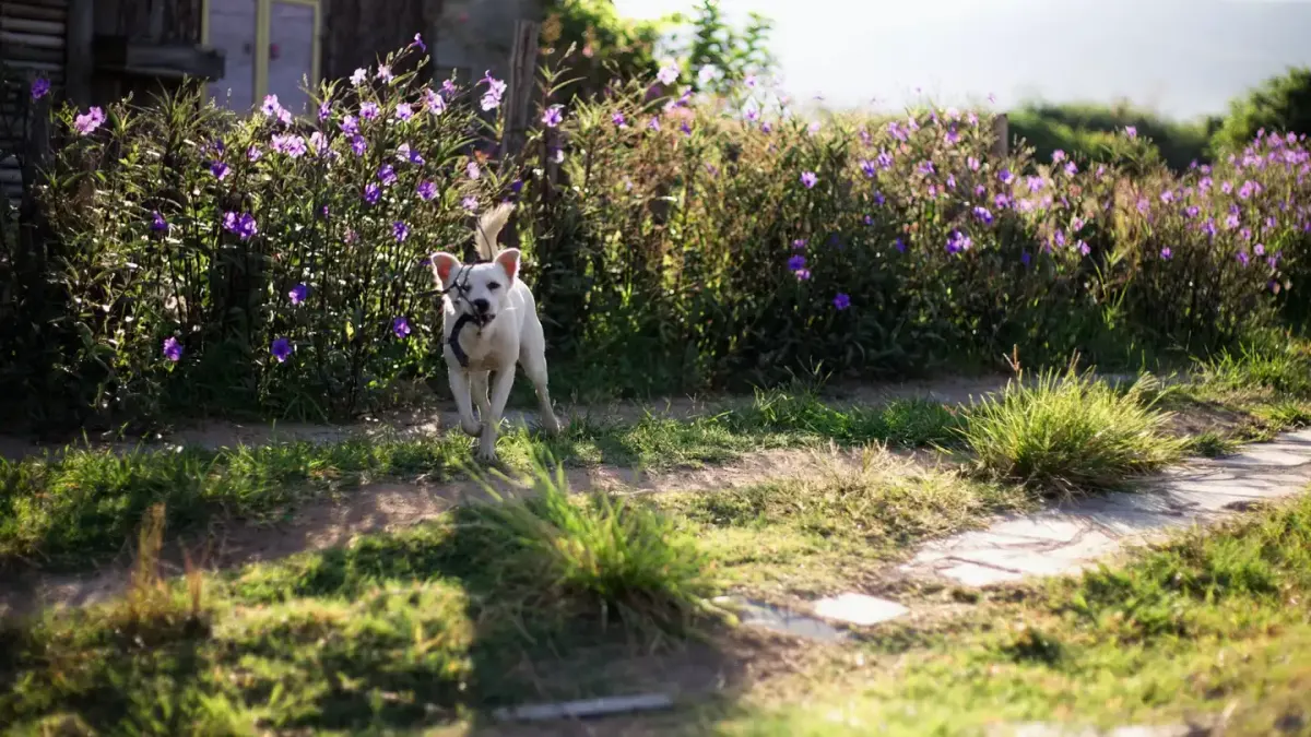 Dog playing outdoors