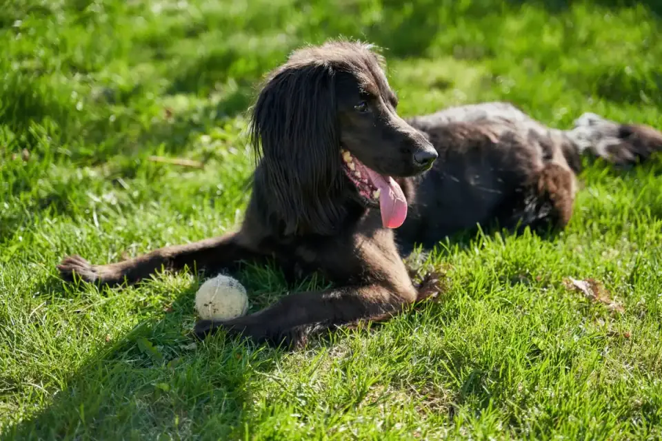 Dog playing outdoors