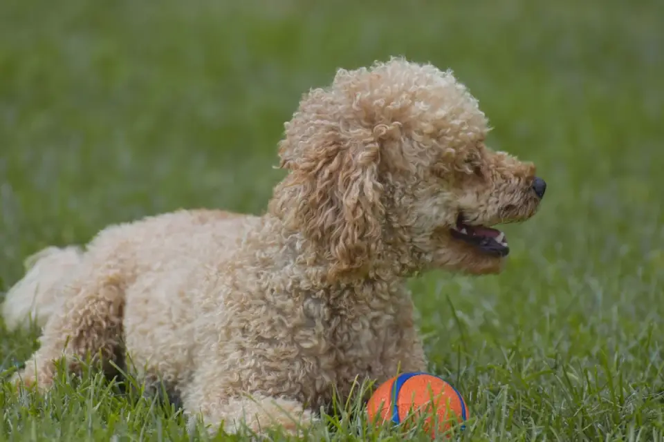Dog playing outdoors