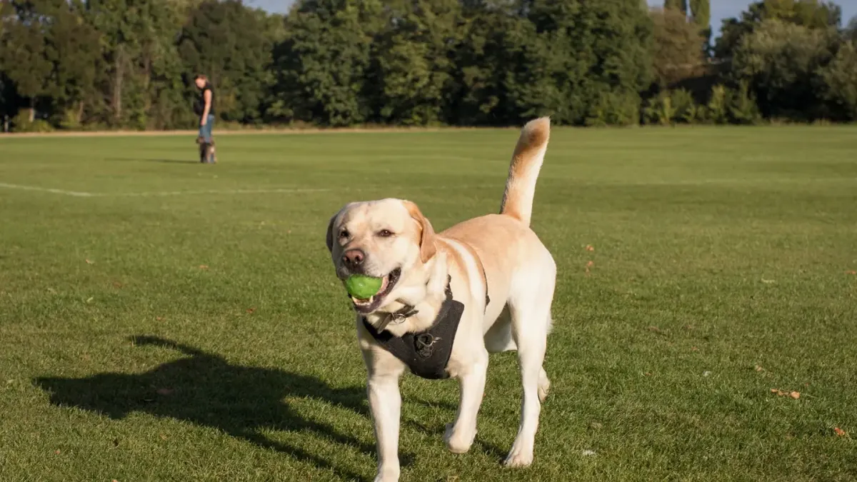Dog playing with a ball