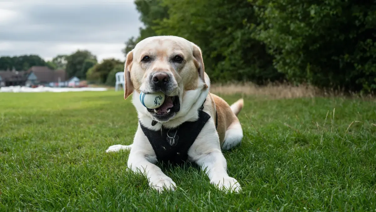 Dog playing with a ball