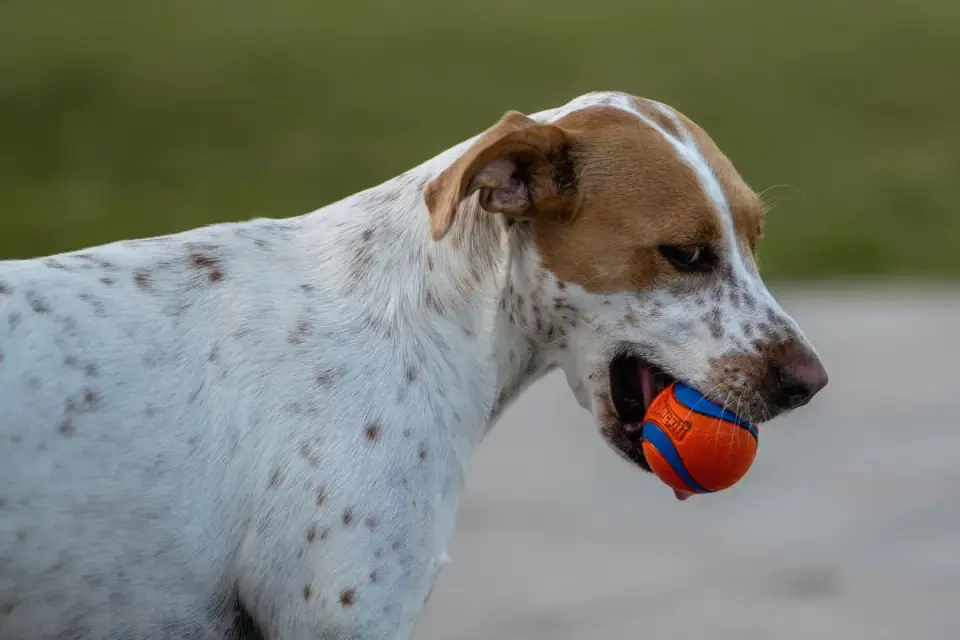 Dog playing with a rope toy