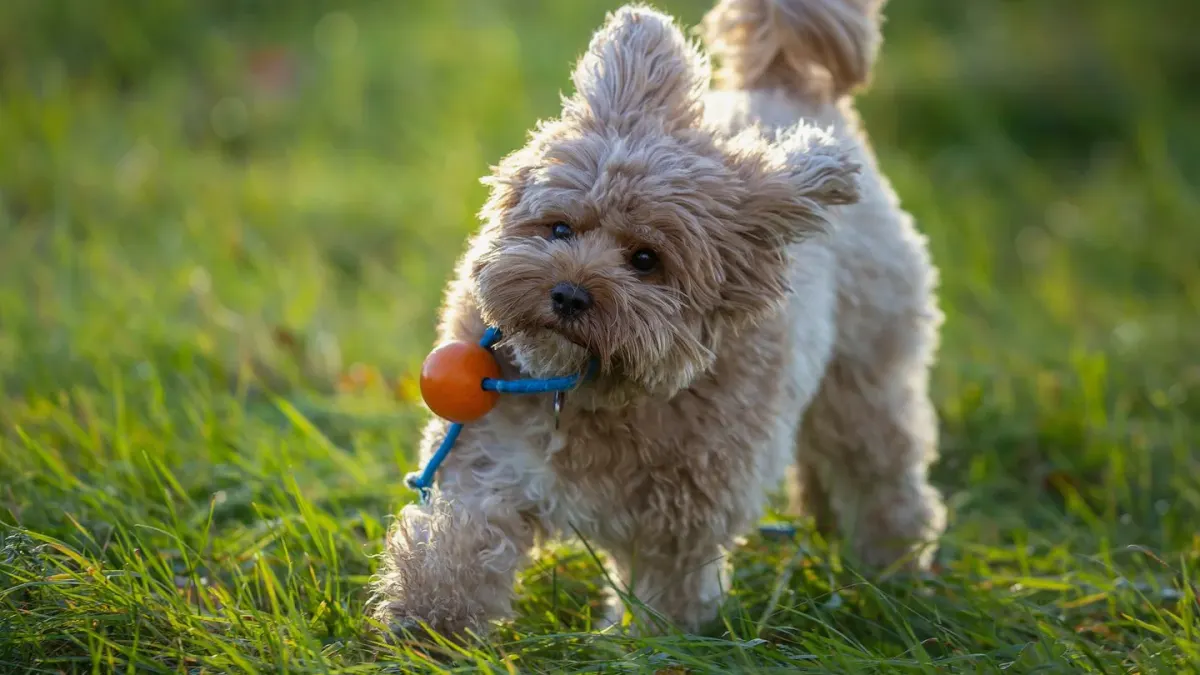 Dog playing with a rope toy
